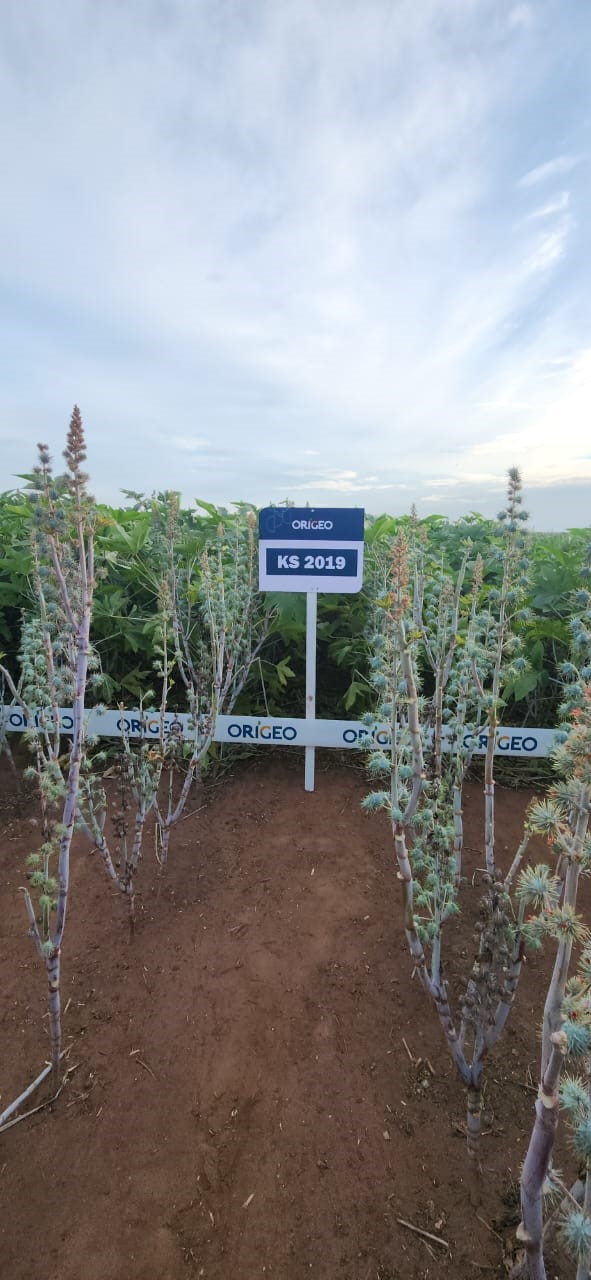 Detalhe de uma parcela experimental com mamoneiras identificadas pela placa “KS 2019”, cercada por fitas de marcação da Origeo, mostrando o estágio de desenvolvimento das plantas.