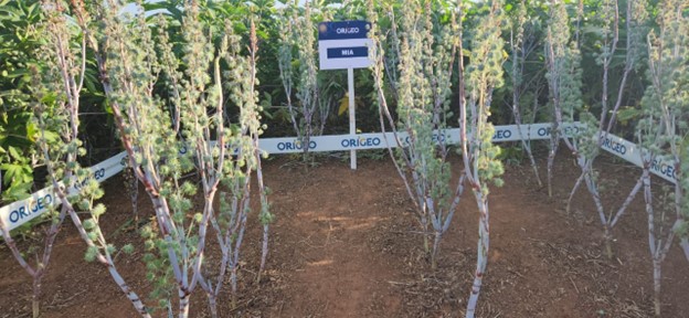 Parcela experimental com mamoneiras sinalizadas com a placa “MIA”, cercada por vegetação de mamona e fitas de marcação da Origeo no solo.