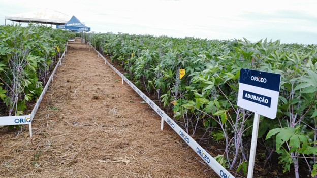 Corredor entre parcelas de mamona sinalizado com placa “ADUBAÇÃO”, mostrando os testes de manejo e adubação realizados no Dia de Campo promovido pela Origeo.
