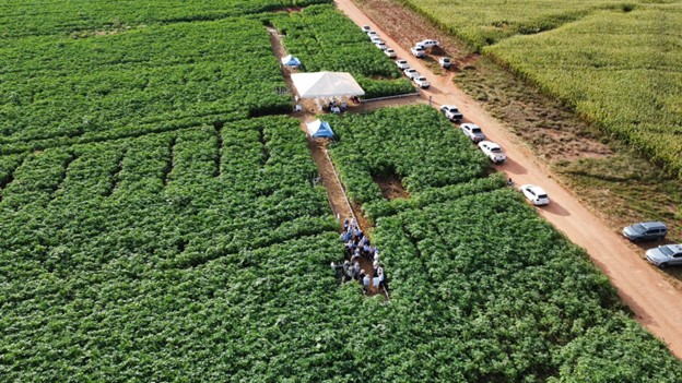 Visão aérea ampla da fazenda Hervalense com lavouras de mamona e tendas do evento espalhadas por um corredor central, além de uma fileira de carros estacionados ao longo da estrada de terra.