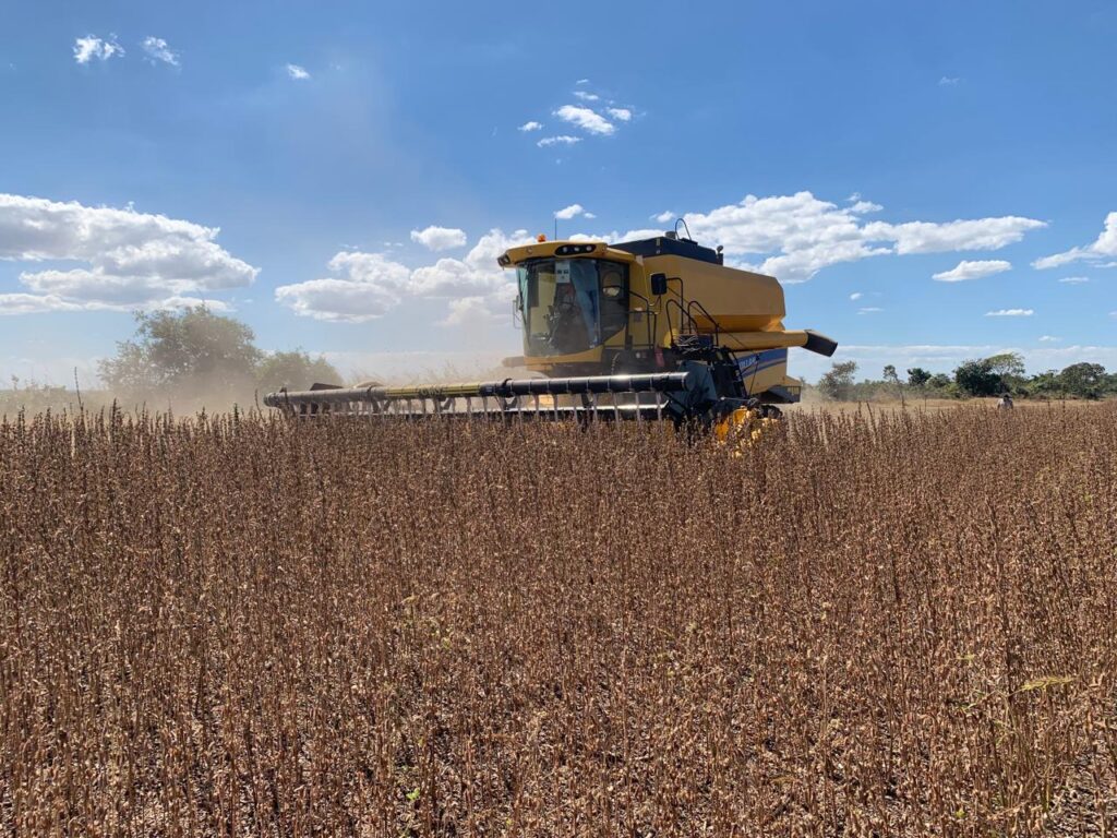 Colheita em um campo de gergelim