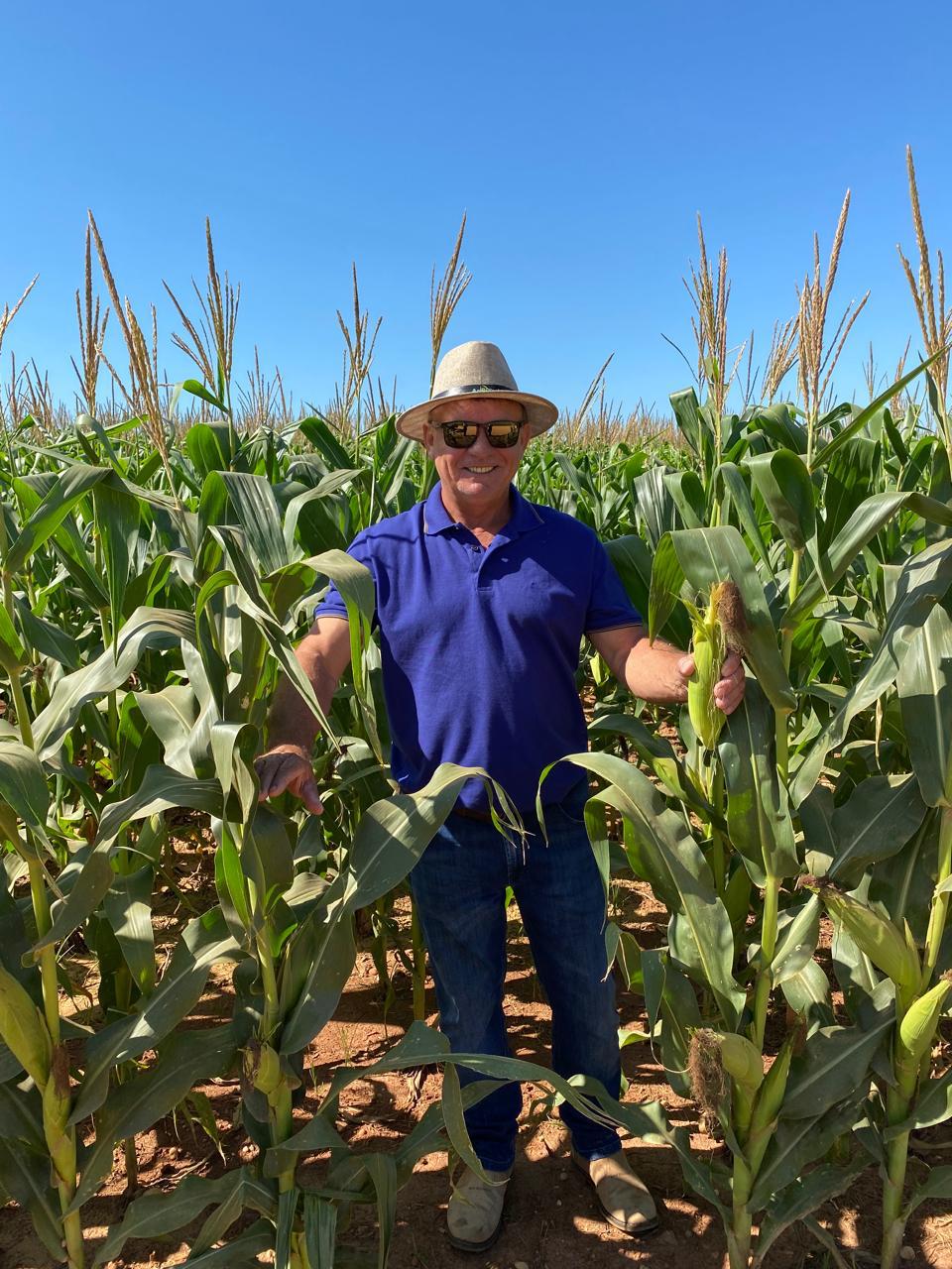 Amarildo Christofolli, diretor de operações agrícolas do Grupo Hervalense em pé no meio de uma lavoura de milho, sorrindo, usando chapéu de palha, óculos escuros, camisa polo azul e calça jeans, segurando as plantas em um dia de céu azul.