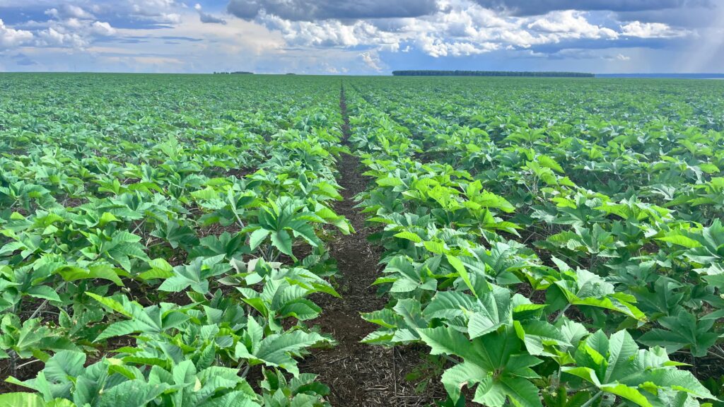 Cultura da mamona no campo, destacando o potencial da planta para o combustível sustentável de aviação (SAF)