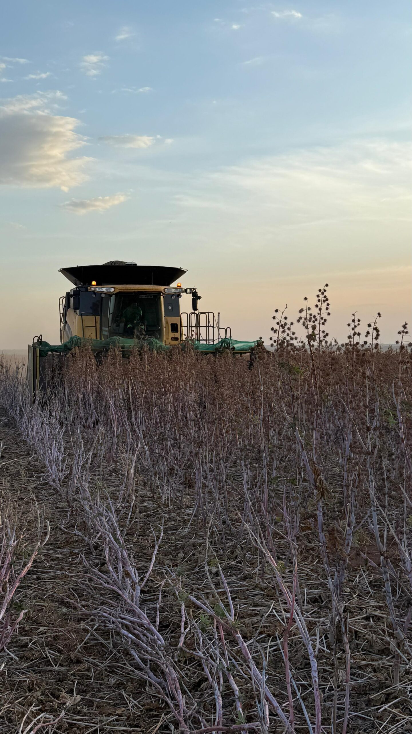 Colheita da cultura da mamona com maquinário agrícola ao entardecer