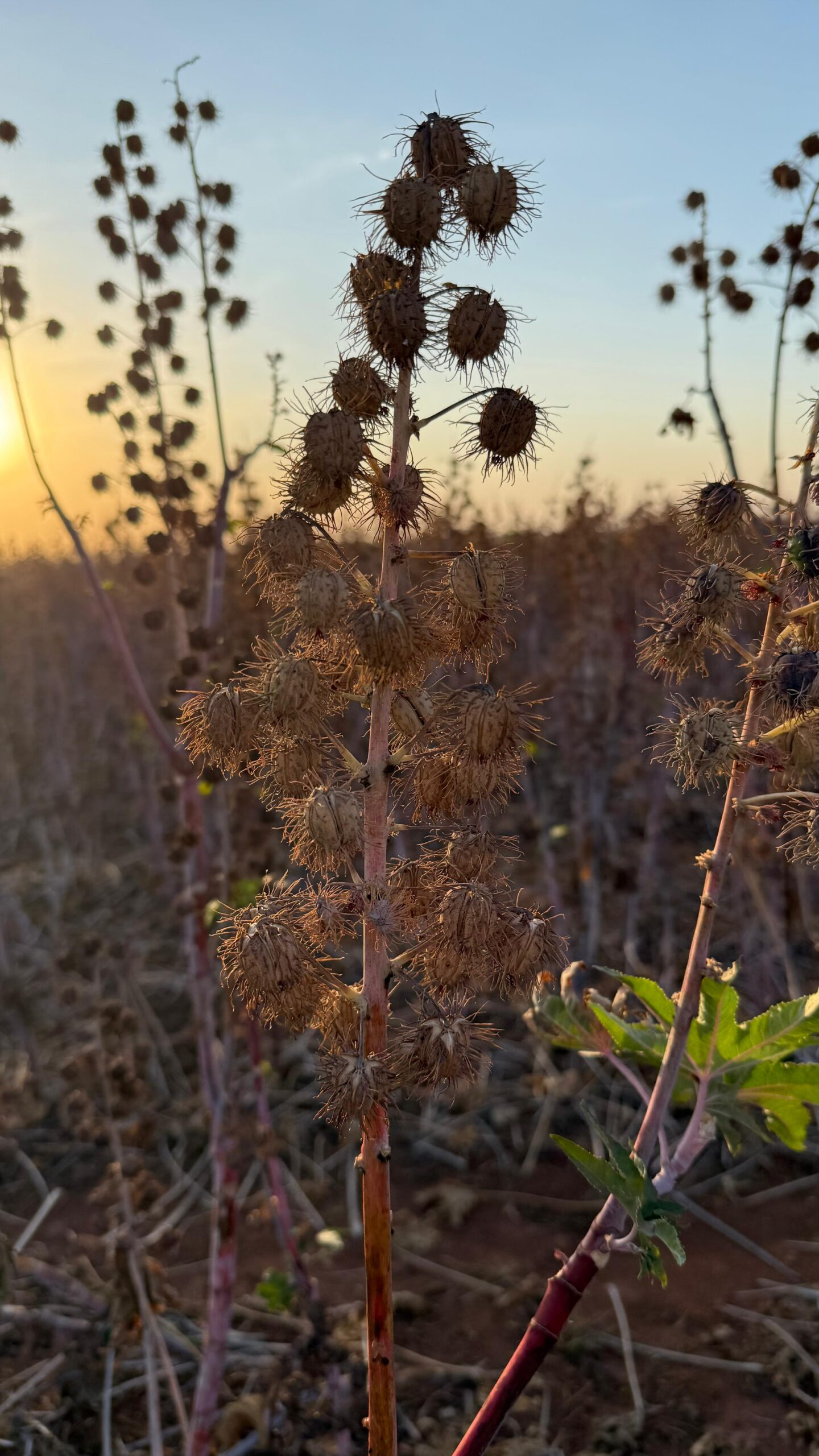 Cultura da mamona pronta para colheita, mostrando cápsulas secas usadas na produção de biocombustível sustentável (SAF)