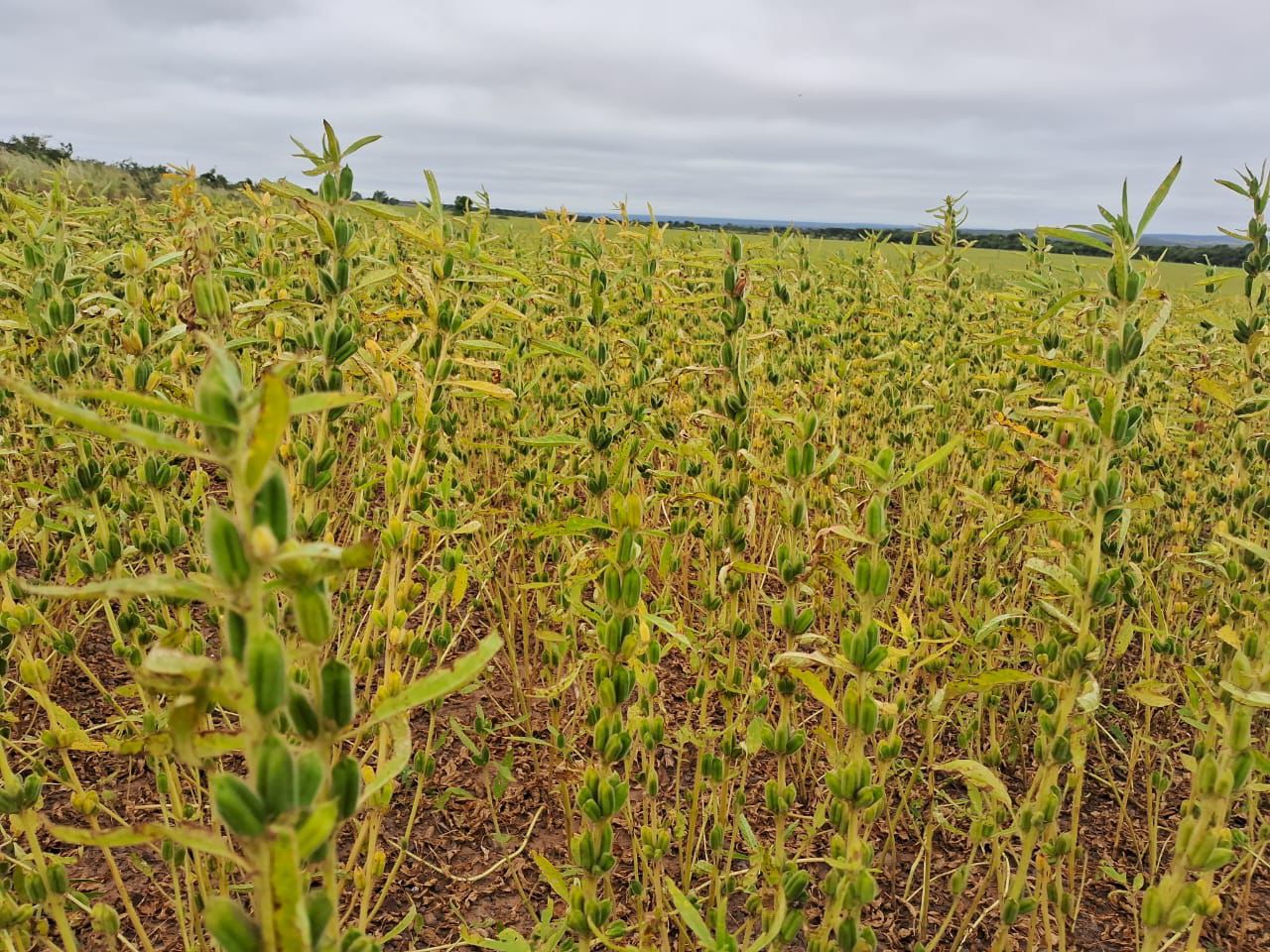 Área agrícola do Grupo Hervalense com cultivo em rotação, mostrando plantas de cobertura e culturas consorciadas em desenvolvimento, evidenciando diversidade vegetal, melhoria da cobertura do solo e práticas voltadas à produtividade e sustentabilidade no campo.